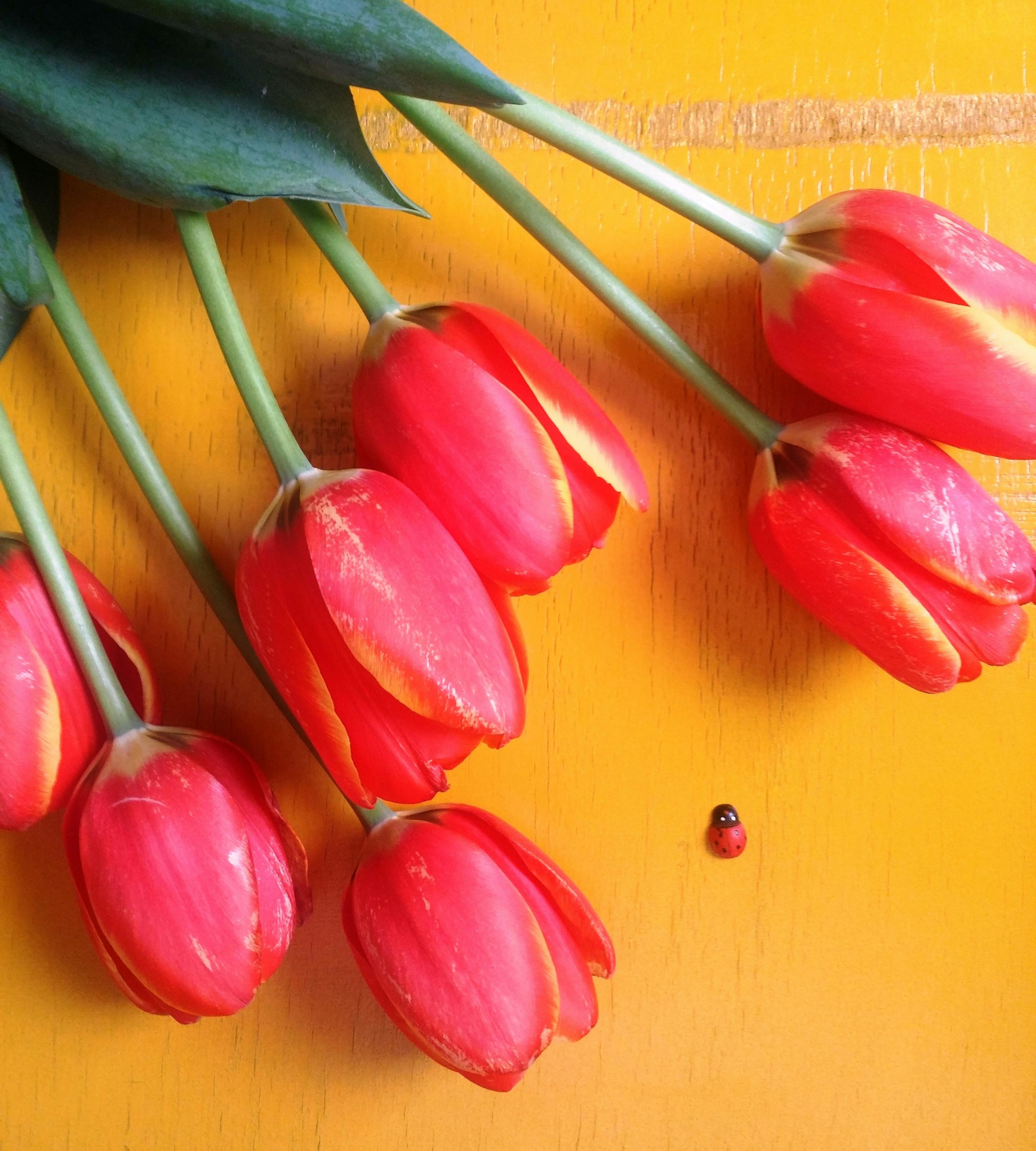 Red Tulip Flowers on Brown Surface