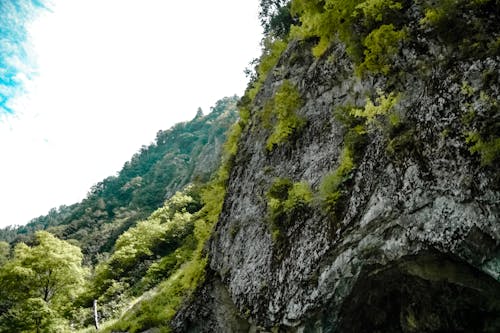 Фотография под низким углом серого горного склона, покрытого зелеными листьями под белым небом в дневное время