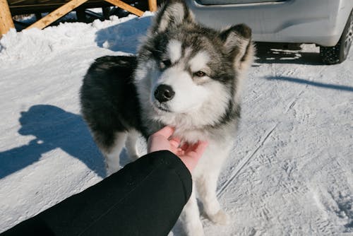 エスキモー犬, かわいらしい, シベリアンハスキーの無料の写真素材