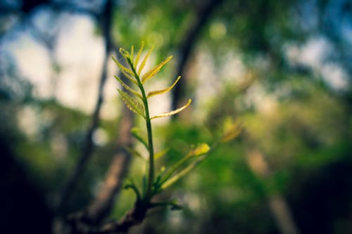 Macro Photography of Green Leaf Plant