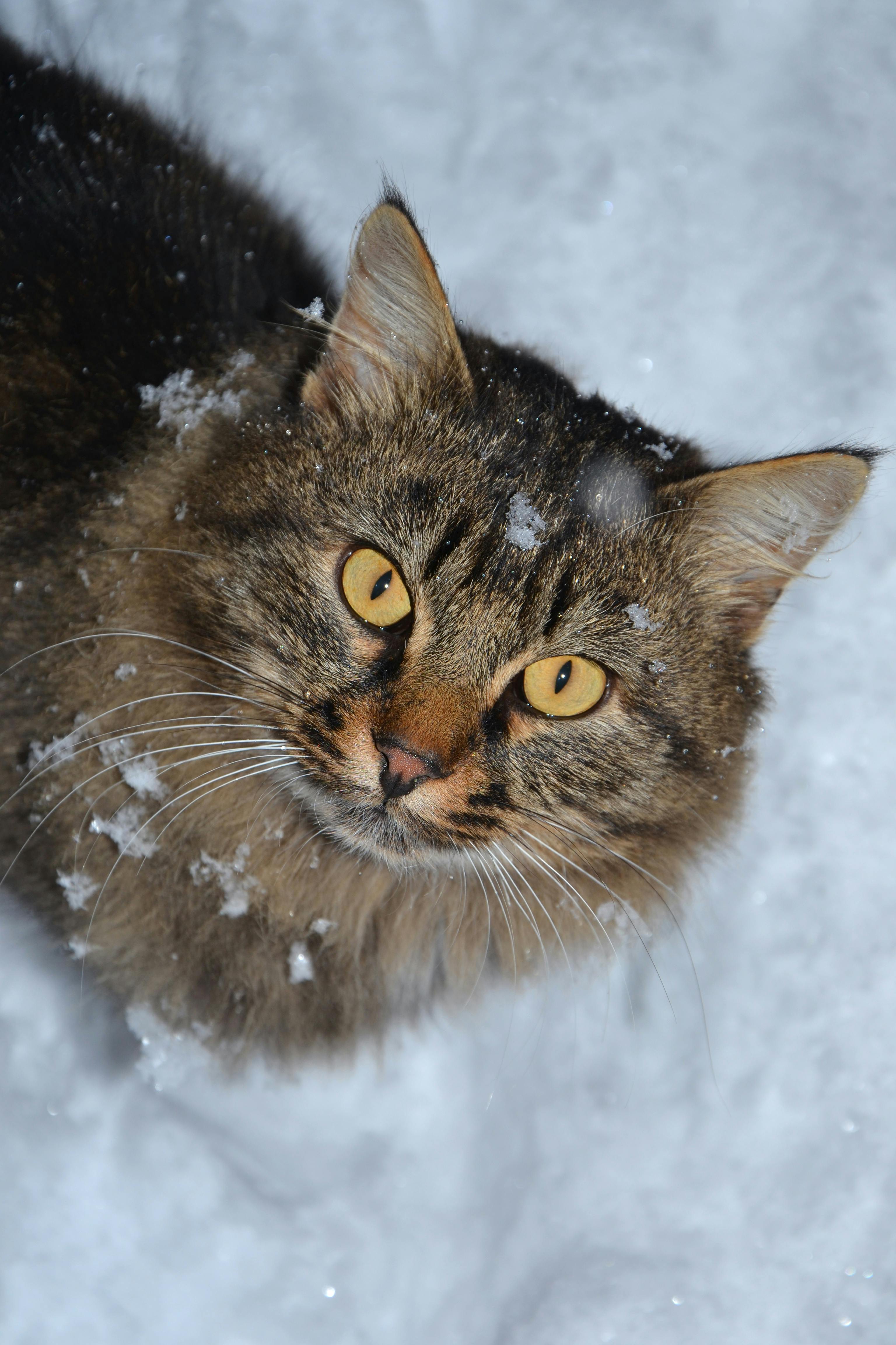 De franc Foto d'estoc gratuïta de derives, està nevant, flocs de neu Foto d'estoc