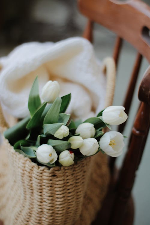 Beyaz çiçekler, bitki örtüsü, Çiçek açmak içeren Ücretsiz stok fotoğraf