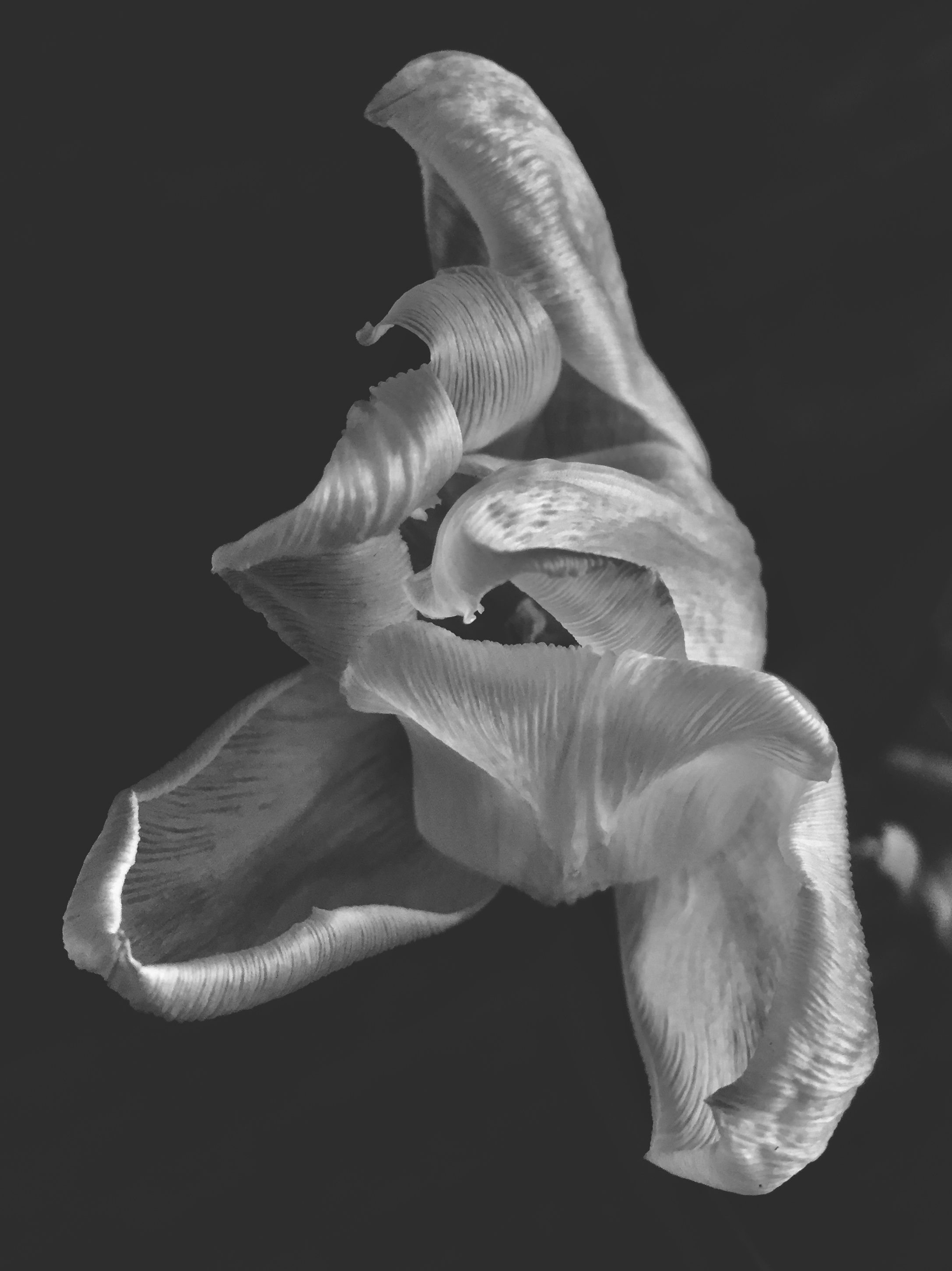 Curled Petals of a Flower · Free Stock Photo