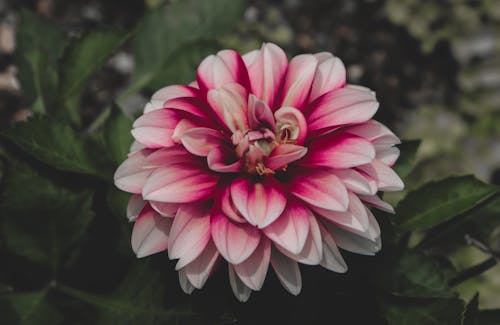 Free stock photo of canon, flower, free image