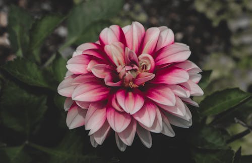 Fotos de stock gratuitas de Canon, estado de ánimo de verano, flor