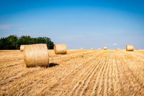 Free Haybales on the Field Stock Photo