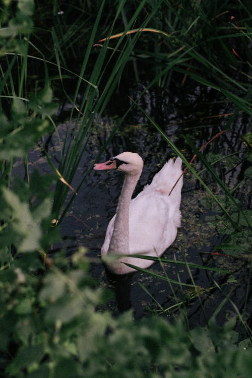 Close-Up Shot of a Swan on a Pond
