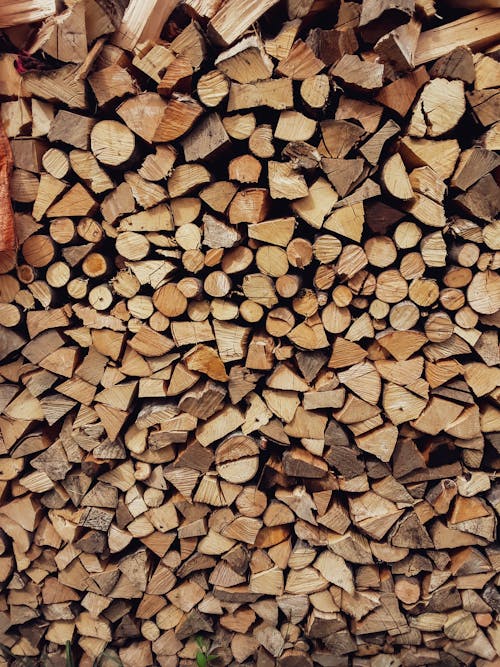 Free stock photo of bark, batch, cut Stock Photo