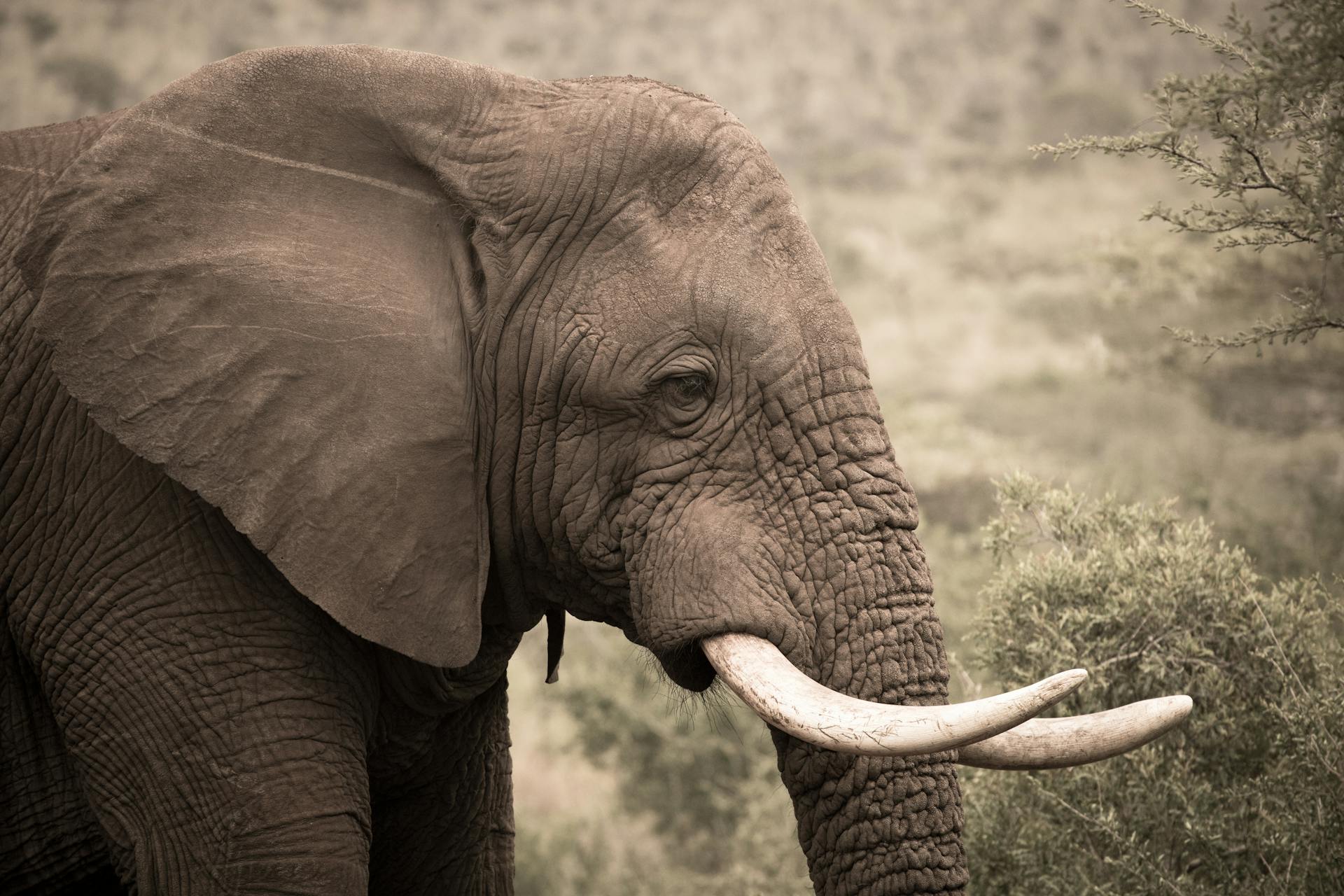 Close-Up Photo of an African Elephant with White Tusks