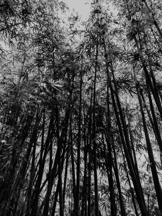 Free stock photo of bamboo, bamboo forest, black-and-white
