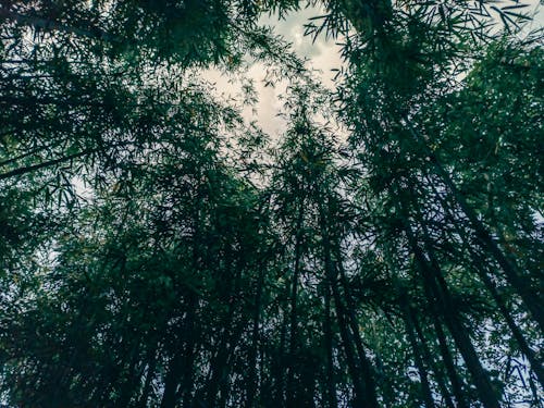 Foto stok gratis bambu, hijau, hutan bambu