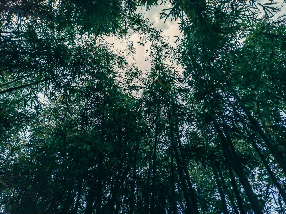 Free stock photo of bamboo, bamboo forest, forest background