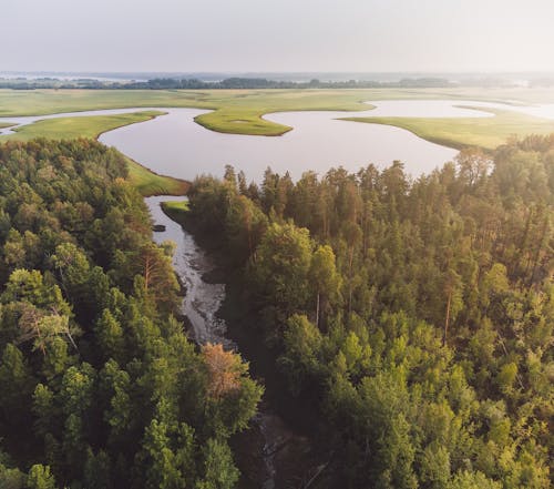 Gratis lagerfoto af droneoptagelse, flod, grønne træer