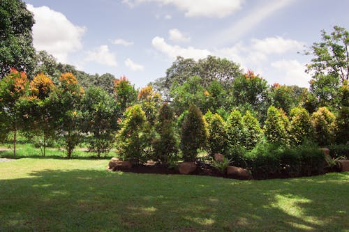 Foto d'estoc gratuïta de arbres, fons d'estiu, fons verd