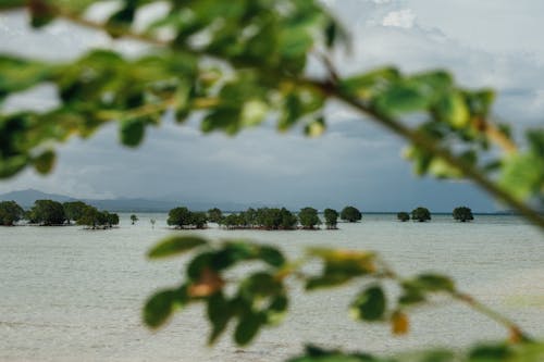 Free stock photo of beach background, mangrove forest, mangroves