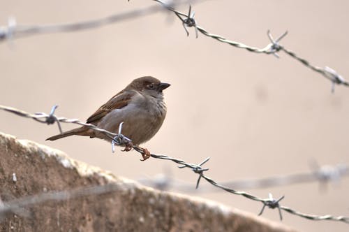 A Sparrow Perched on Barbed Wire