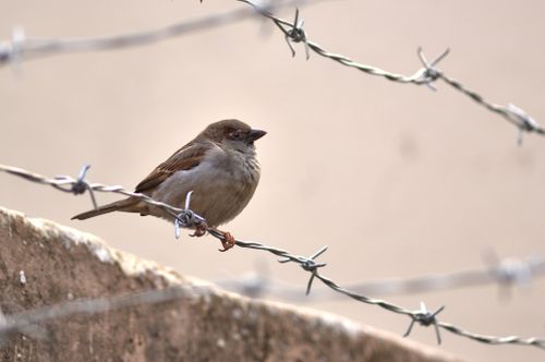 Free A sparrow sits calmly on barbed wire in a serene setting in Fès, Morocco. Stock Photo
