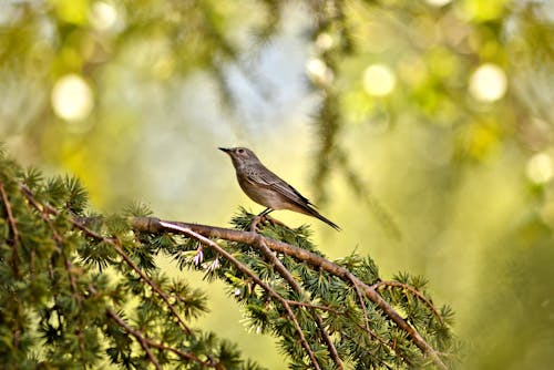 A Bird on Tree Branch with Green Leaves