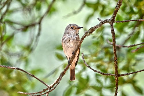 Close-Up Shot of a Spotted Flycatcher Perched on Tree Branch