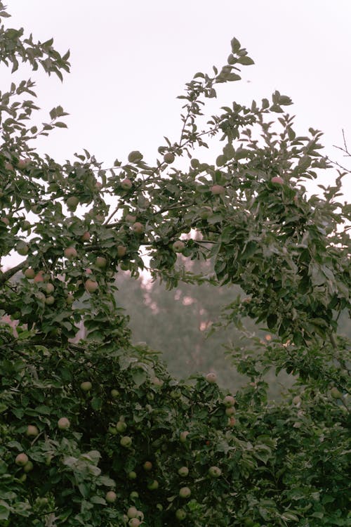 Gratis stockfoto met appelboom, appels, bladeren