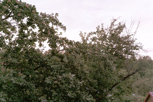 Gratis stockfoto met appelboom