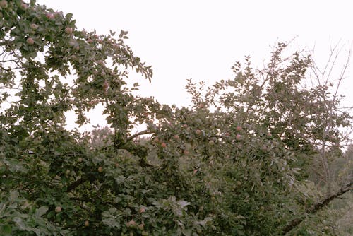Gratis stockfoto met appelboom, eigen tuin