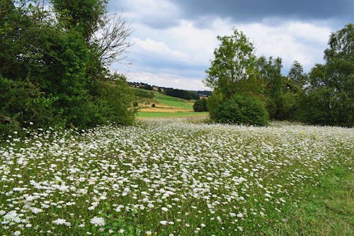 Free stock photo of clouds, flower field, flowers