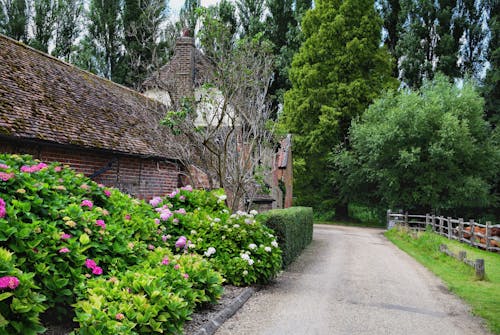 Gratis lagerfoto af blomster, bygninger, have