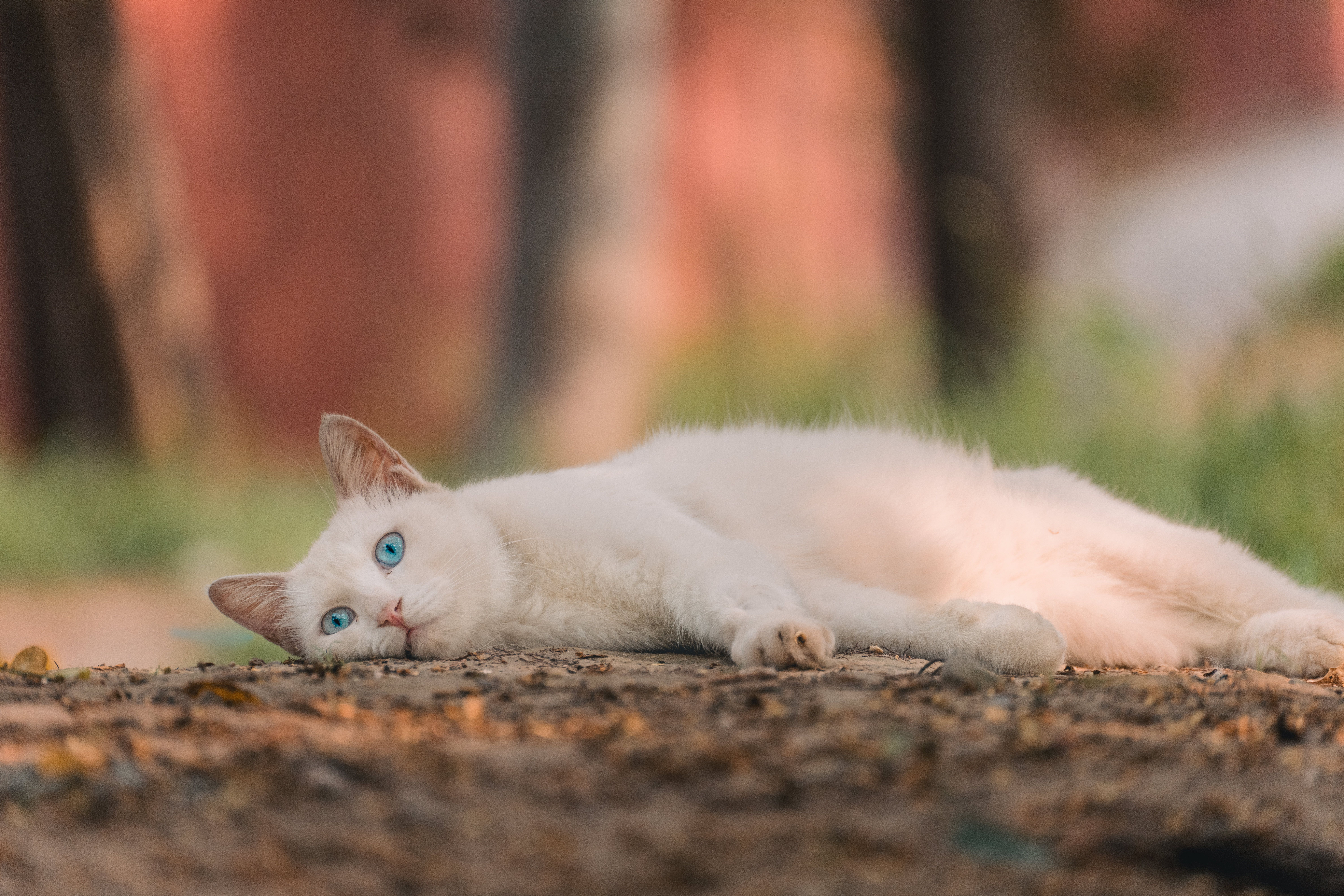 Selective Focus Photo of a White Cat Lying on the Ground · Free Stock Photo