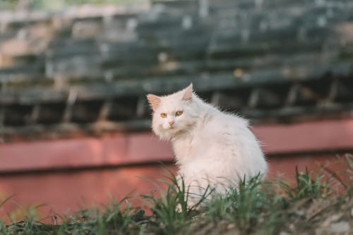 Photo of a White Cat Near the Grass Looking Back 