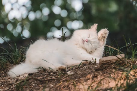 A fluffy white cat enjoying a nap outdoors with a serene expression.