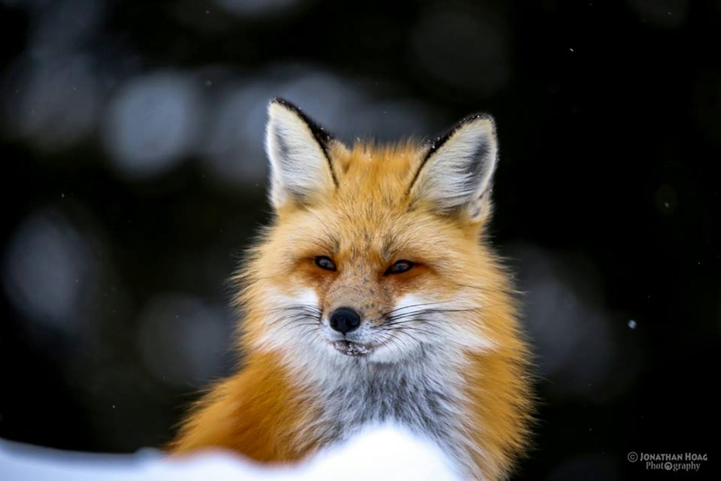 Free Stock Photo of Red fox (animal)