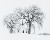 冬日宁静的场景中，白雪皑皑的教堂与落叶的树木相映成趣