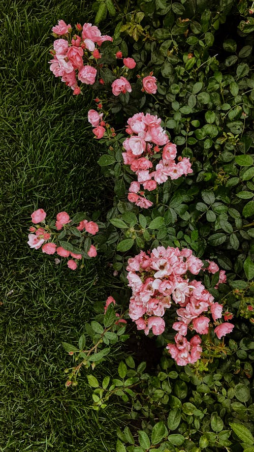 Pink Flowers Blooming in Garden