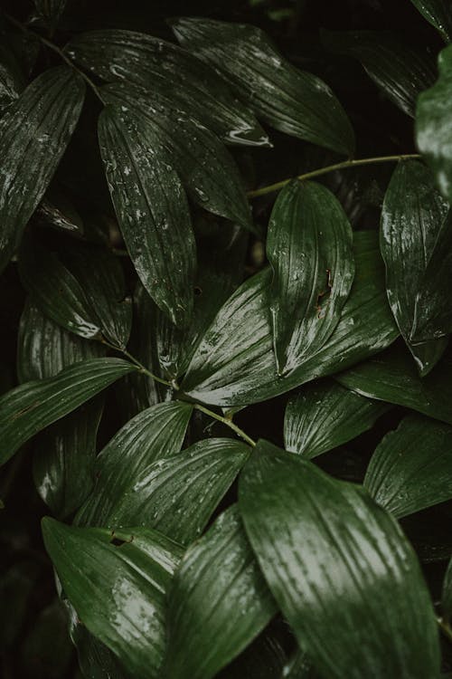 Close-Up Shot of Wet Leaves