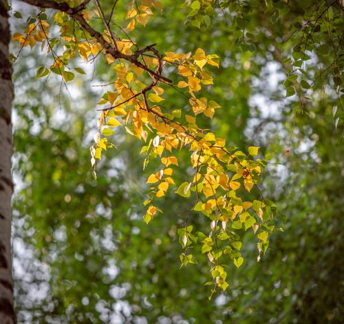 Free Delicate birch branch with vibrant yellow leaves against blurred green foliage, capturing autumn's essence. Stock Photo