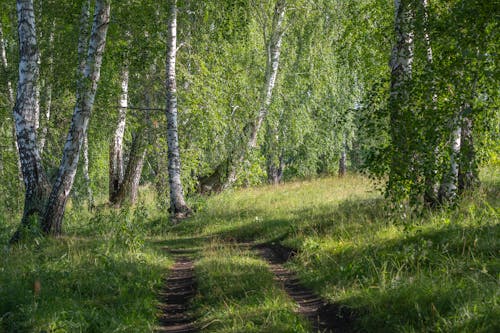 Foto profissional grátis de árvores, caminho, floresta