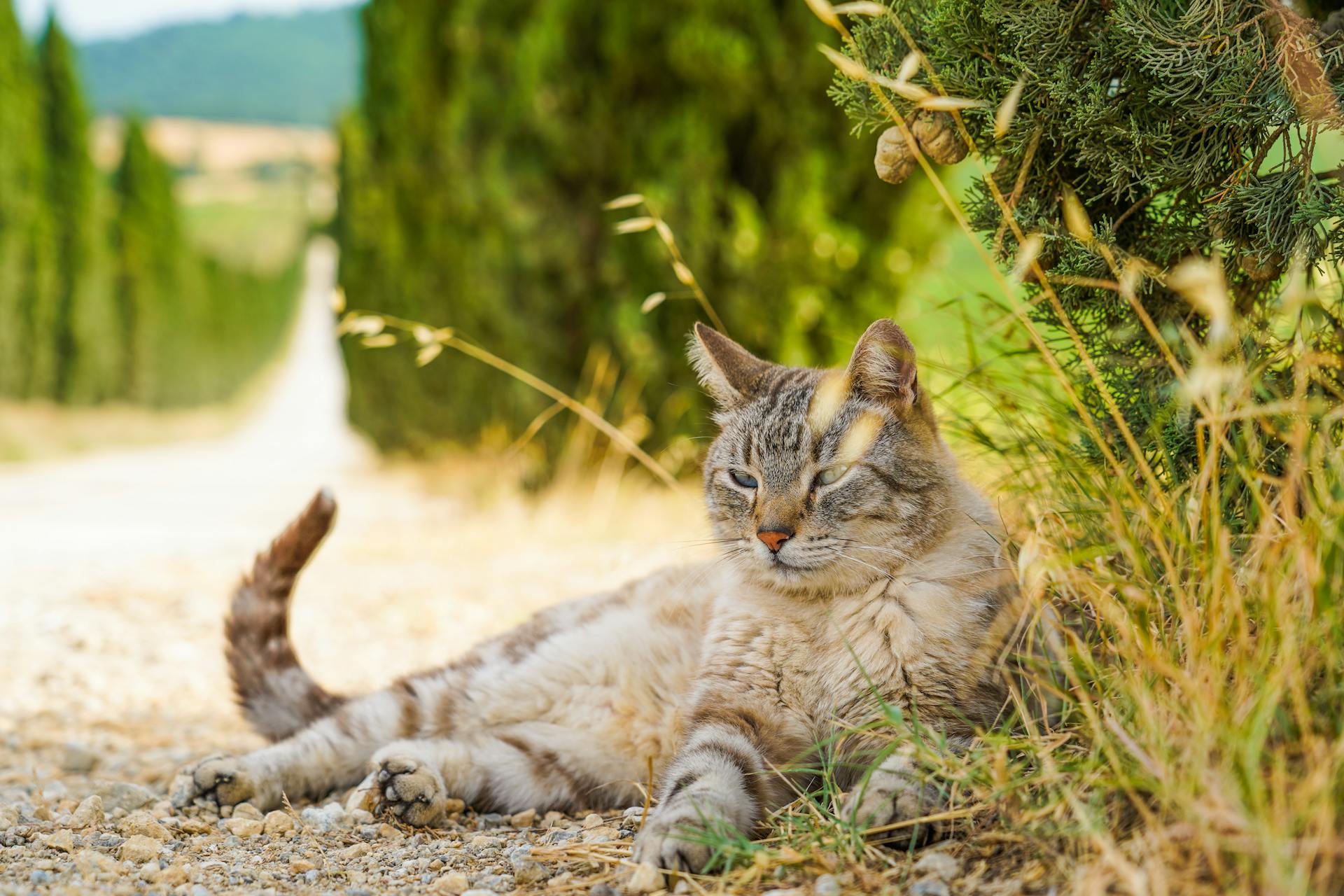 A tabby cat lying on a gravel road in the picturesque Tuscany countryside on a sunny day.