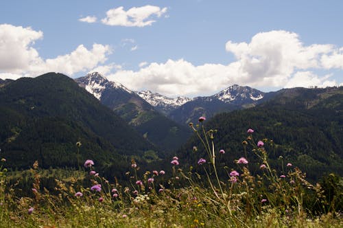 Gratis stockfoto met bergen, bloemen, Dolomieten