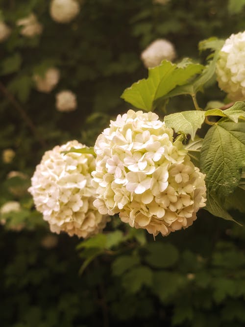 Fotobanka s bezplatnými fotkami na tému exotický, flóra, hortenzia