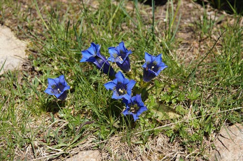 Free stock photo of dolomites, flowers, mountain