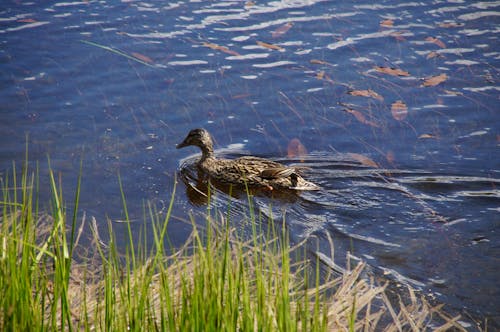 Free stock photo of dolomites, duck, lake