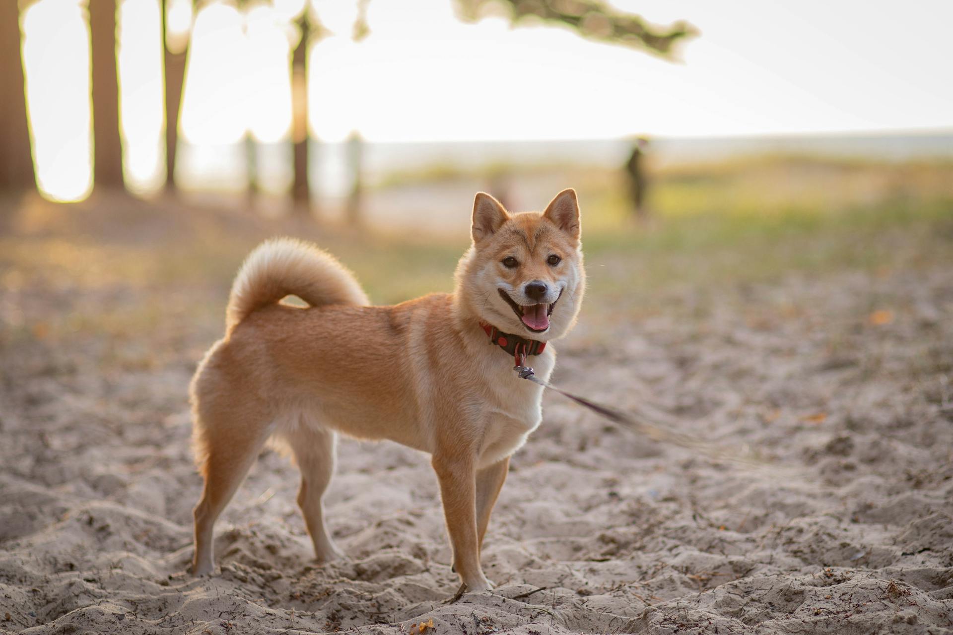 A Brown Corgi Dog on the Sand