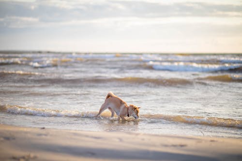 Gratis lagerfoto af følgesvend, hav, hund