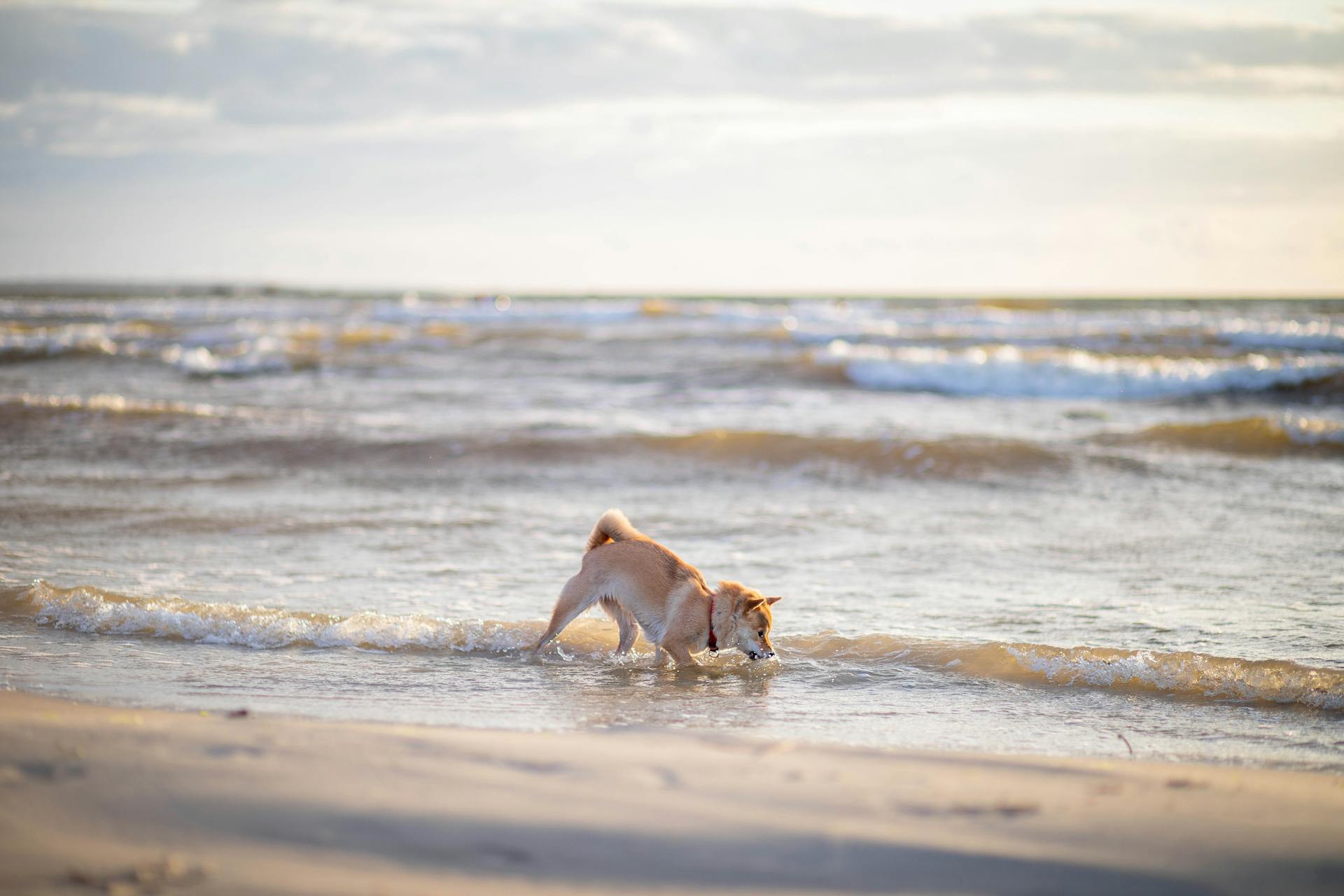 Cute Brown Shiba Inu Playing with Water at the Beach