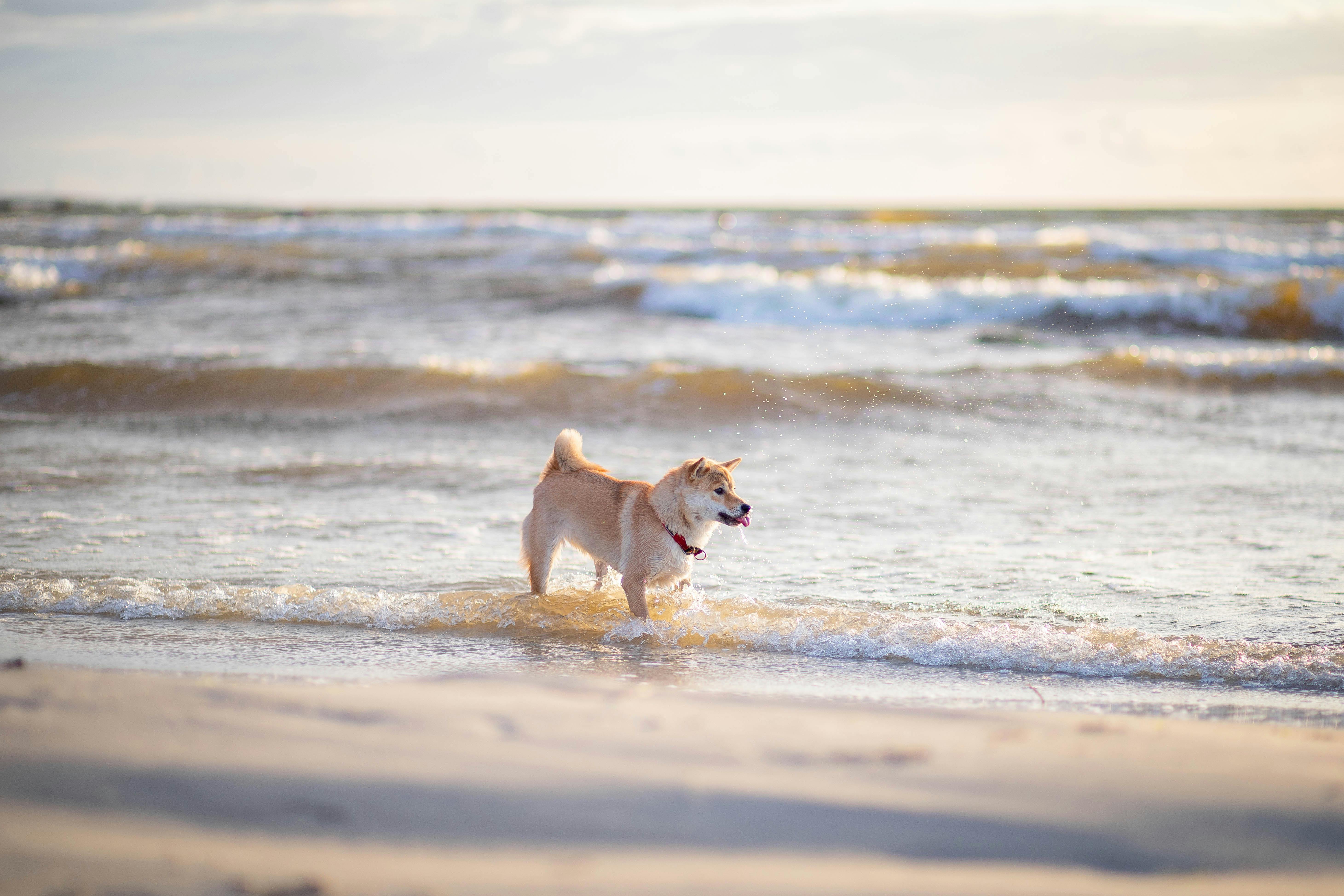 Top Dog Sun Protection Clothing for Tropical Travel 2026