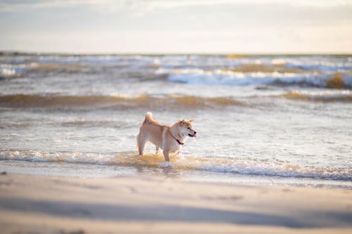 A Dog at the Beach