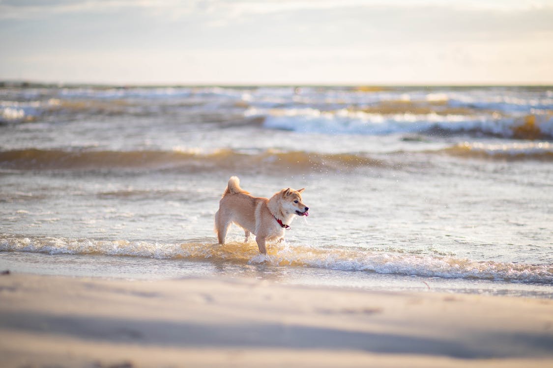 A Dog at the Beach