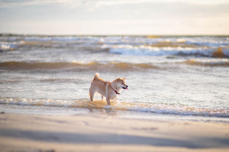 浜辺で遊ぶ柴犬