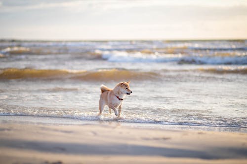 Free A Dog Running on the Beach Stock Photo